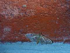 Herpetogramma thestealis