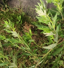 Artemisia verlotiorum