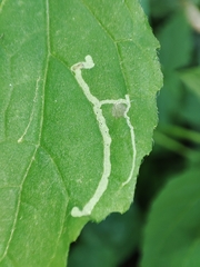 Phytomyza syngenesiae
