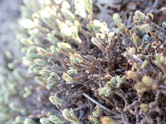 Kelleria dieffenbachii
