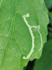 Phytomyza syngenesiae