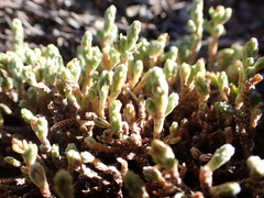 Kelleria dieffenbachii
