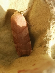 Noctua fimbriata