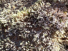 Kelleria dieffenbachii