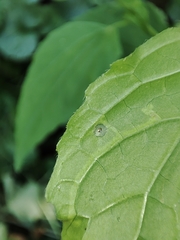 Phytomyza syngenesiae