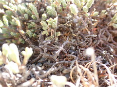 Kelleria dieffenbachii