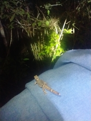 Sphaerodactylus glaucus