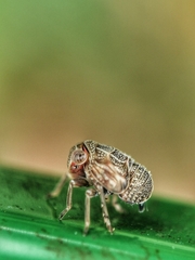 Issidae