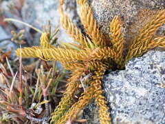 Austrolycopodium fastigiatum