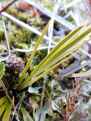Aciphylla montana
