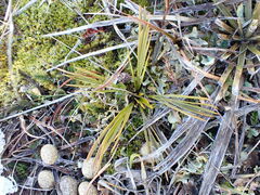 Aciphylla montana
