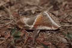 Habrosyne pyritoides