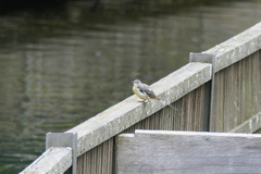 Motacilla cinerea
