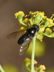 Cheilosia