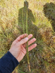 Scheuchzeria palustris