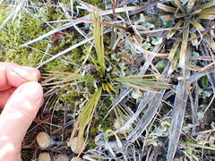 Aciphylla montana
