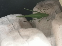 Phaneroptera falcata