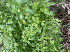 Asparagus asparagoides