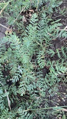 Sibbaldianthe bifurca