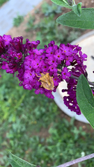 Carpocoris fuscispinus