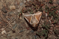 Habrosyne pyritoides