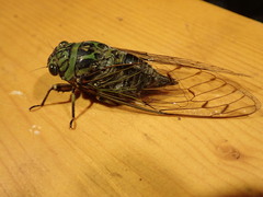 Macrosemia kareisana