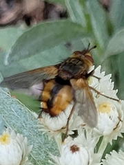 Tachina fera