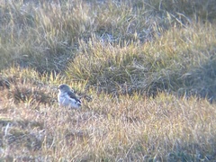 Plectrophenax nivalis