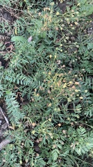 Sibbaldianthe bifurca