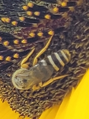 Halictus scabiosae