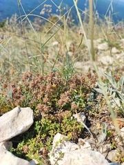 Thymus bashkiriensis