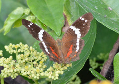 Anartia fatima colima