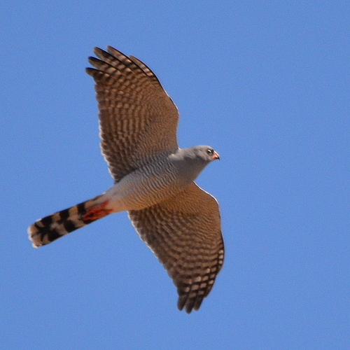 Gabar Goshawk