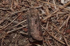 Agrotis bigramma