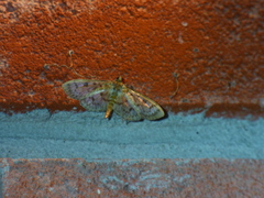 Herpetogramma thestealis
