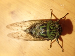 Macrosemia kareisana