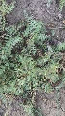 Sibbaldianthe bifurca