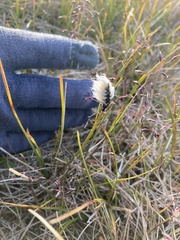 Eriophorum