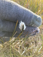 Eriophorum