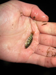 Cyprinodon variegatus