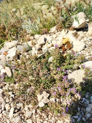 Thymus bashkiriensis
