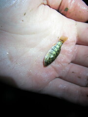 Cyprinodon variegatus