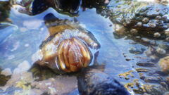 Pagurus bernhardus