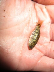 Cyprinodon variegatus