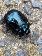 Chrysolina haemoptera