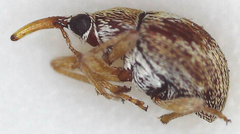 Apioninae