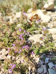 Thymus bashkiriensis