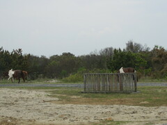 Equus caballus