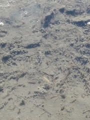 Cyprinodon variegatus