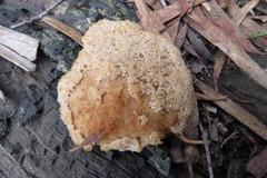 Didymium mucilago